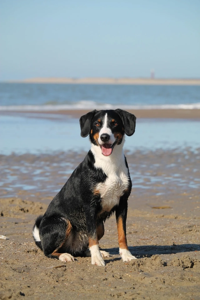 Ferienhaus Zeeland mit Hund bei Westkust Holiday