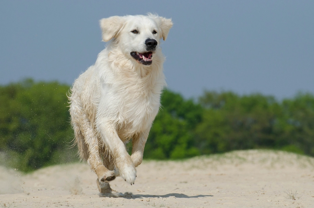 hundestrand Zoutelande Ferienwohnung mit Hund in Holland Hundestrand Zoutelande Ferienwohnung mit Hund in Holland